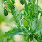 Fuzzy, green flower buds of a Red Corn poppy plant with serrated leaves against a soft, out-of-focus background.