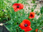Vivid red Corn Poppy flowers with dark centers blooming among green foliage in a garden.