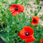 Vivid red Corn Poppy flowers with dark centers blooming among green foliage in a garden.