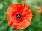 Vibrant scarlet Red Corn poppy flower with papery petals and a dark center, accompanied by fuzzy green buds.