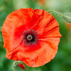 Vibrant scarlet Red Corn poppy flower with papery petals and a dark center, accompanied by fuzzy green buds.