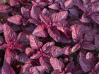 Vibrant burgundy leaves of Red Garnet amaranth plants growing in a garden bed.
