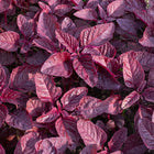 Vibrant burgundy leaves of Red Garnet amaranth plants growing in a garden bed.