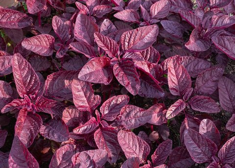 Red Garnet - Amaranth Seeds