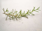 Fresh sprig of Rosemary herb with needle-like green leaves resting on a light, textured surface.