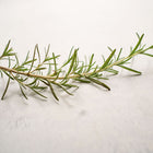 Fresh sprig of Rosemary herb with needle-like green leaves resting on a light, textured surface.