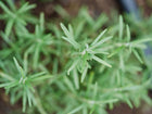 Top-down view of a young Rosemary plant with vibrant, needle-like green leaves growing in dark soil.