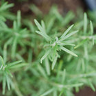 Top-down view of a young Rosemary plant with vibrant, needle-like green leaves growing in dark soil.