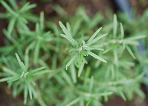 rosemary seeds from plant Rosemary