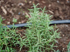 Young Rosemary plant with needle-like green leaves growing in dark garden soil next to a black irrigation line.