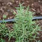Young Rosemary plant with needle-like green leaves growing in dark garden soil next to a black irrigation line.