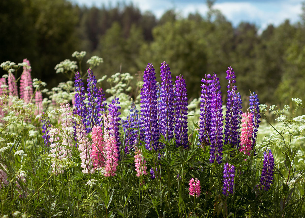 Russell Mix - Lupine Seeds