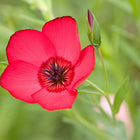 Vivid red Scarlet flax flower with a dark center and a small bud against a soft green garden background.