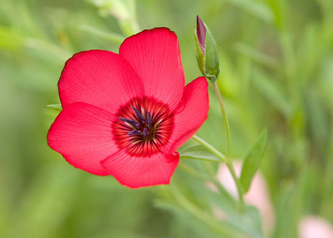 Scarlet Flax Seeds