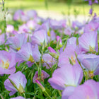 Soft pink, cup-shaped Showy Evening Primrose flowers blooming in a sunny garden patch.