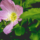 Showy Evening Primrose flower with soft pink, veined petals and a yellow center nestled among green foliage.