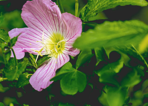 Showy Evening - Primrose Seeds