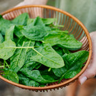 Hands holding a round wooden basket filled with freshly harvested, dark green, crinkled Bloomsdale spinach leaves.