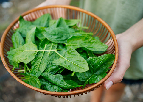 Heirloom Seeds_Spinach Bloomsdale_Bucktown Seed Company-03