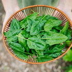 Hands holding a wooden basket filled with freshly harvested, dark green, crinkled Bloomsdale spinach leaves.