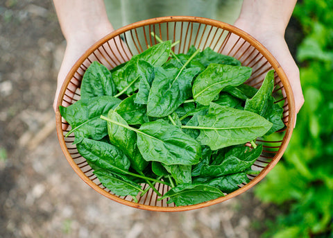 Heirloom Seeds_Spinach Bloomsdale_Bucktown Seed Company-05