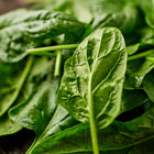 Freshly harvested Bloomsdale spinach leaves with dark green, crinkled texture resting on a rustic wooden surface.