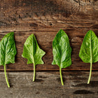 Four fresh, dark green Bloomsdale spinach leaves with crinkled texture arranged on a rustic dark wooden surface.