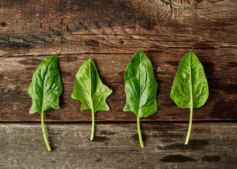 Heirloom Seeds_Spinach Bloomsdale_Bucktown Seed Company-02