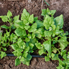 Young New Zealand spinach plants with thick, bright green leaves growing in dark garden soil with a drip irrigation line.