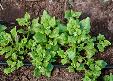 Heirloom Seeds_Spinach New Zealand_Bucktown Seed Company-03