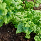 Vibrant green, thick leaves of a New Zealand spinach plant growing in dark garden soil.