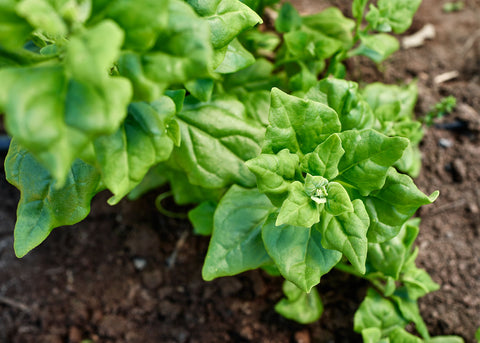 Heirloom Seeds_Spinach New Zealand_Bucktown Seed Company-01