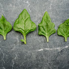 Four fresh, triangular New Zealand spinach leaves arranged in a row on a dark, textured gray surface.