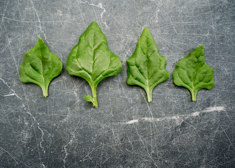 Heirloom Seeds_Spinach New Zealand_Bucktown Seed Company-02