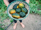 Person holding a woven basket filled with freshly harvested dark green and orange Table Queen acorn squash.