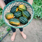 Person holding a woven basket filled with freshly harvested dark green and orange Table Queen acorn squash.