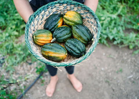 Squash_Acorn_Table-Queen_Seeds_Bucktown Seed Company_02
