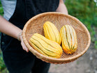 Person holding a woven basket filled with three oblong, cream-colored Delicata squash with green stripes.