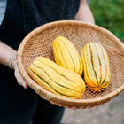 Person holding a woven basket filled with three oblong, cream-colored Delicata squash with green stripes.