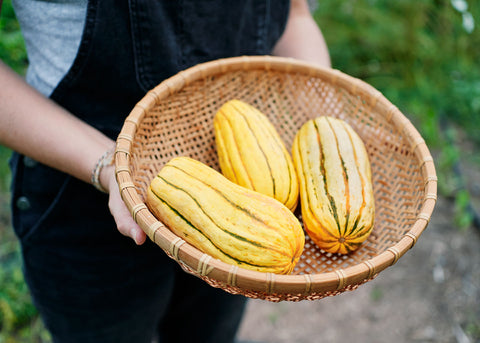 Squash_Delicata_Seeds_Bucktown Seed Company_01
