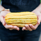 Hands holding a small, oblong Delicata winter squash with cream skin and green stripes.
