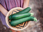Hands holding a woven basket filled with three freshly harvested dark green Black Beauty zucchini.