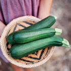 Hands holding a woven basket filled with three freshly harvested dark green Black Beauty zucchini.