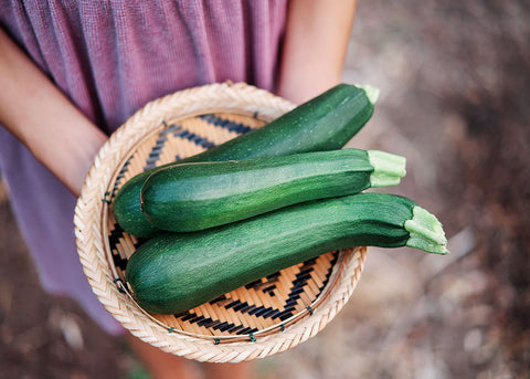 Heirloom Seeds - Black Beauty Zucchini - Squash - Bucktown Seed Company-03