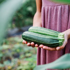 Person holding two freshly harvested, dark green striped Cocozelle zucchini in a garden.