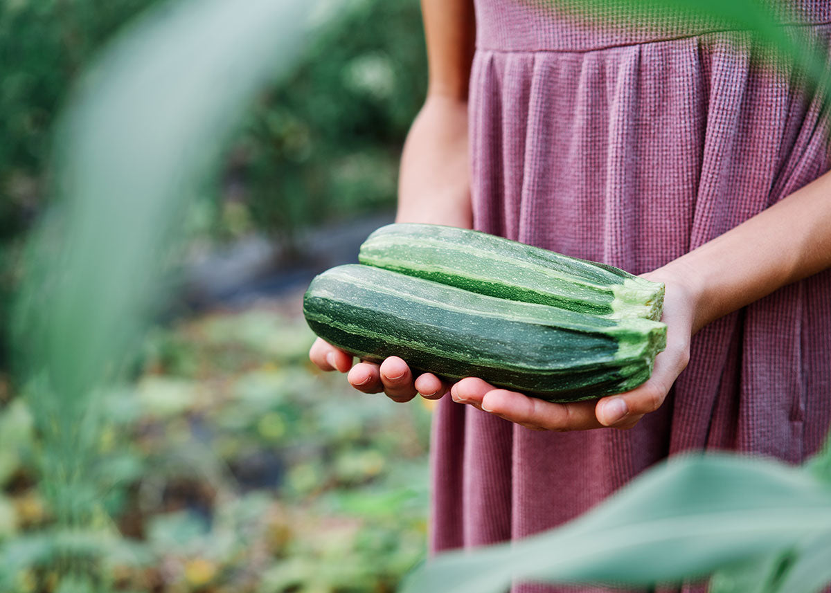 Heirloom Seeds - Cocozelle Zucchini - Squash - Bucktown Seed Company-03