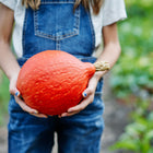 Person in denim overalls holding a round, bright red-orange Red Kuri Hubbard squash in a garden.