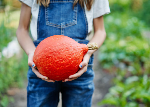 Heirloom Seeds - Red Kuri Squash - Bucktown Seed Company-04