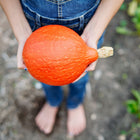 Person holding a vibrant, round Red Kuri winter squash with bright orange skin in a garden setting.