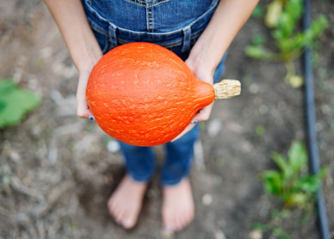 Heirloom Seeds - Red Kuri Squash - Bucktown Seed Company-02